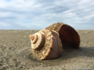 channeled-whelk